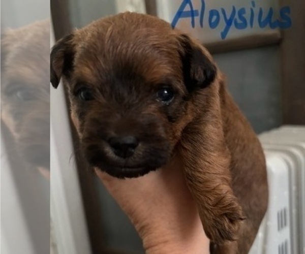 Medium Photo #44 Poocan Puppy For Sale in FAIR OAKS, CA, USA