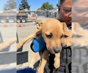 American Pit Bull Terrier-German Shepherd Dog Mix Dogs for adoption in Stockton, CA, USA