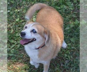 Beagle-Unknown Mix Dogs for adoption in Murfreesboro, TN, USA