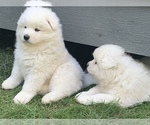 Small Photo #1 Samoyed Puppy For Sale in WASILLA, AK, USA