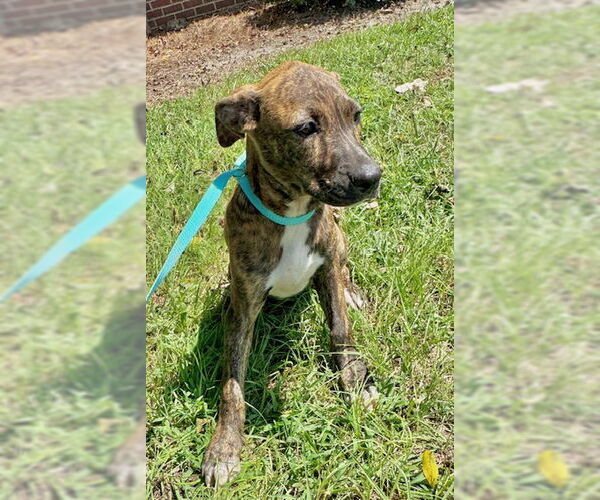Medium Photo #4 Bulldog-Unknown Mix Puppy For Sale in Tarrytown, GA, USA