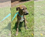 Small #3 Bulldog Mix