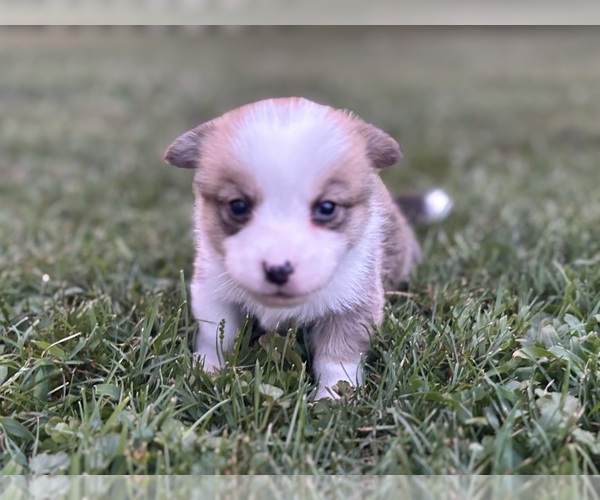 Medium Photo #6 Pembroke Welsh Corgi Puppy For Sale in CRAWFORDSVILLE, IN, USA