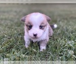 Puppy Boy 5 Pembroke Welsh Corgi