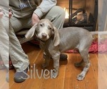 Small #3 Weimaraner