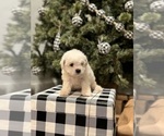 Small Photo #3 Bichon Frise Puppy For Sale in ELDERWOOD, CA, USA