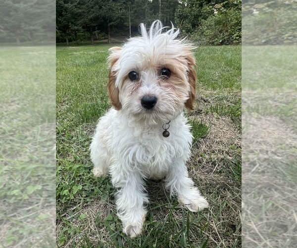 Medium Photo #10 Cavapoo-Poodle (Miniature) Mix Puppy For Sale in DURHAM, CT, USA