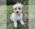 Small #9 Cavapoo-Poodle (Miniature) Mix