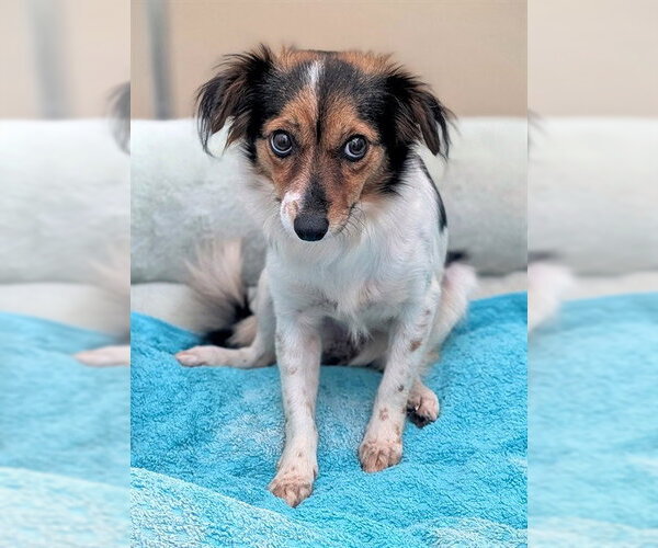 Medium Photo #1 Chihuahua Puppy For Sale in Fort Lauderdale, FL, USA