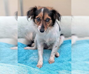 Chihuahua Dogs for adoption in Fort Lauderdale, FL, USA