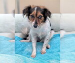 Small Chihuahua