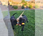 Small Photo #14 Labrador Retriever Puppy For Sale in APPLE VALLEY, CA, USA