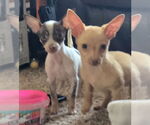 Small Photo #3 Chihuahua Puppy For Sale in Peralta, NM, USA
