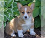 Small Pembroke Welsh Corgi