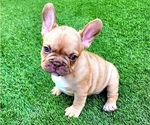 Small #1 French Bulldog