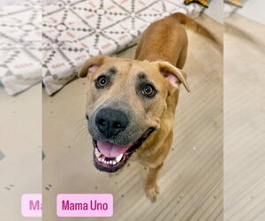 American Staffordshire Terrier-Boxer Mix Dogs for adoption in Gilberts, IL, USA