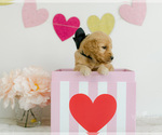 Small Photo #8 Goldendoodle Puppy For Sale in LITTLE ROCK, AR, USA
