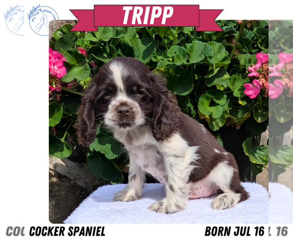 Medium Photo #6 Cocker Spaniel Puppy For Sale in GOSHEN, IN, USA