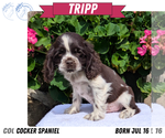 Small #5 Cocker Spaniel