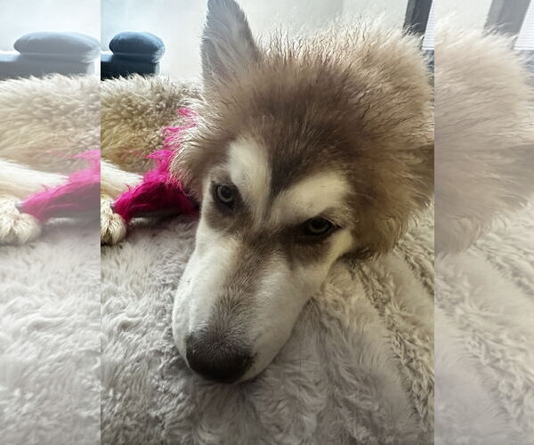 Medium Photo #2 Siberian Husky-Unknown Mix Puppy For Sale in Newport Beach, CA, USA