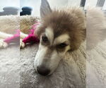 Small #1 Siberian Husky Mix
