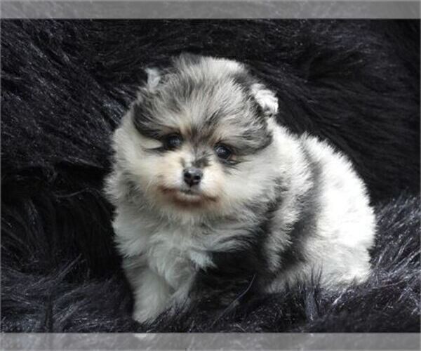 Medium Photo #8 Pomeranian Puppy For Sale in WEST PALM BEACH, FL, USA