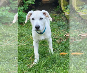 Labrador Retriever-Unknown Mix Dogs for adoption in Alexander, AR, USA