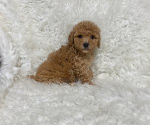 Poodle (Toy) Puppy for sale in CAMPBELLSVILLE, KY, USA
