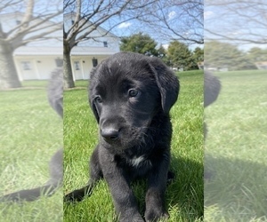 Bernese Mountain Dog Puppy for sale in SULLIVAN, IL, USA