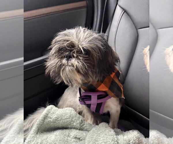 Medium Photo #8 Shih Tzu Puppy For Sale in Mount Laurel, NJ, USA