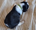 Small #1 English Springer Spaniel