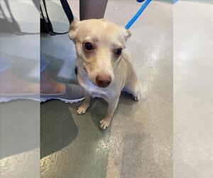 Chihuahua Dogs for adoption in Upland, CA, USA
