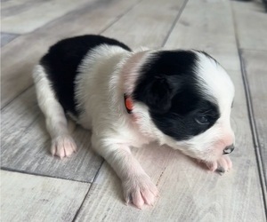 American Bulldog Puppy for sale in AMERY, WI, USA