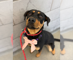 Small Rottweiler