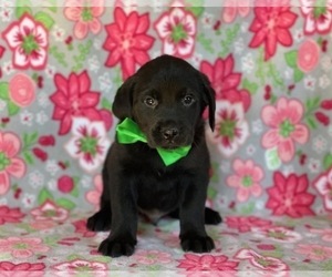Golden Retriever-Rottweiler Mix Puppy for sale in LANCASTER, PA, USA