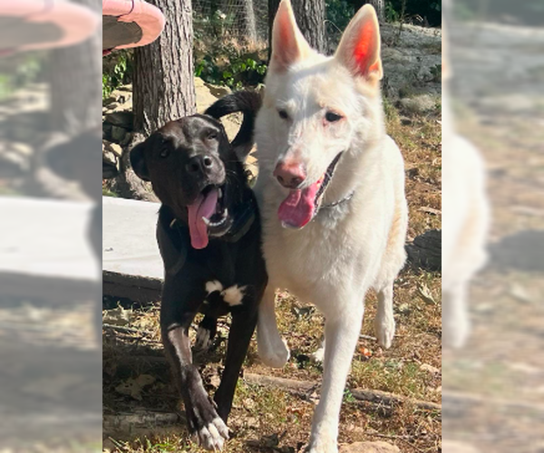 Medium Photo #5 Border Collie-Unknown Mix Puppy For Sale in Decatur, GA, USA
