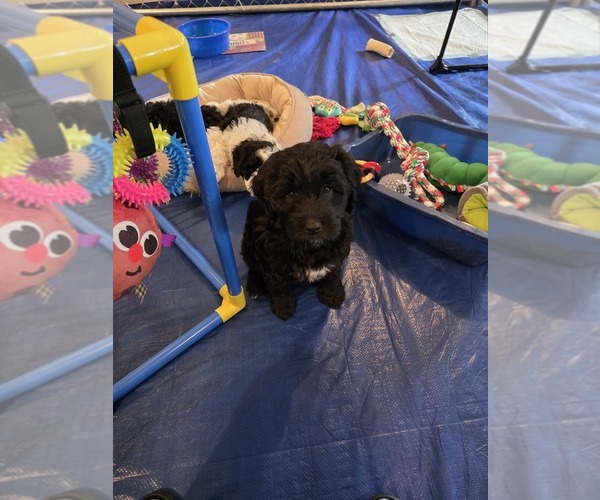 Medium Photo #1 Goldendoodle mix (+ Poodle Standard) Puppy For Sale in WAUSAU, WI, USA