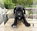 Small #3 Great Dane