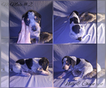Small Photo #3 Bluetick Coonhound Puppy For Sale in COMBINE, TX, USA