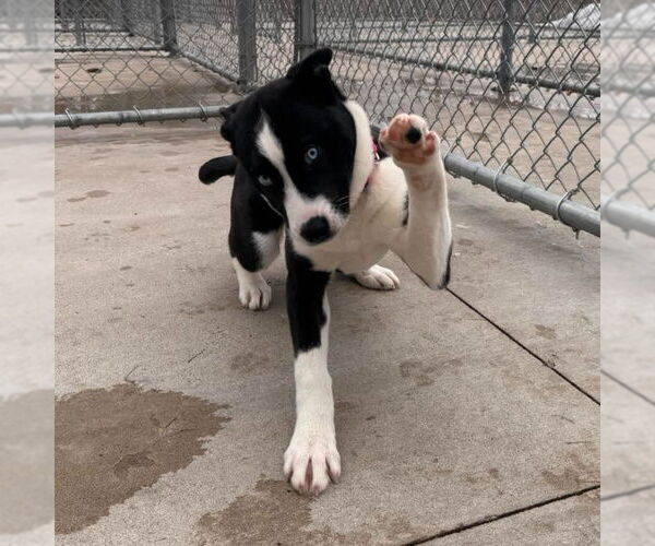 Medium Photo #2 Labrador Retriever Puppy For Sale in Muskegon, MI, USA