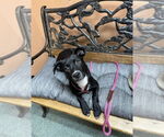 Small #5 American Pit Bull Terrier Mix