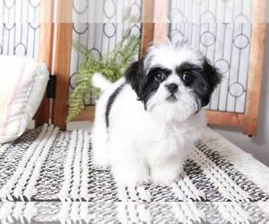 Shih Tzu Puppy for sale in NAPLES, FL, USA