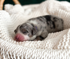 Australian Shepherd Puppy for sale in BOUTON, IA, USA