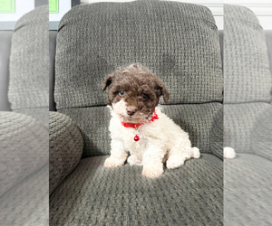 Poodle (Toy) Puppy for sale in JEFFERSONVILLE, IN, USA