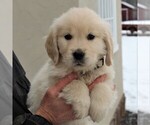 Small Photo #1 Golden Retriever Puppy For Sale in HONEY BROOK, PA, USA