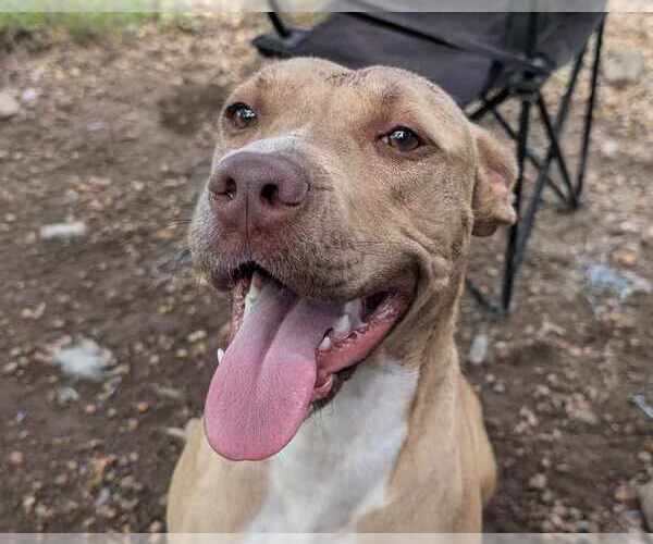 Medium Photo #3 Mutt Puppy For Sale in Anniston, AL, USA