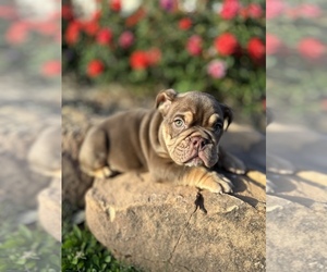 French Bulldog Puppy for Sale in SPRING, Texas USA