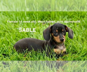 Medium Dachshund