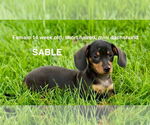 Small Dachshund