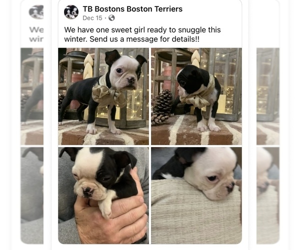 Medium Photo #1 Boston Terrier Puppy For Sale in MOVELLA, MS, USA